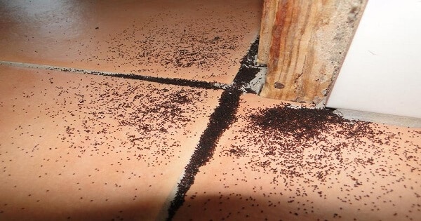 تعبیر دیدن مورچه در خواب و تعبیر آن