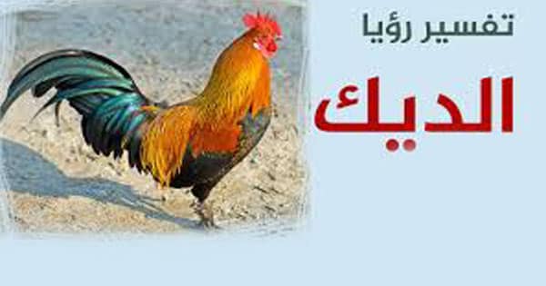 دیدن خروس در خواب