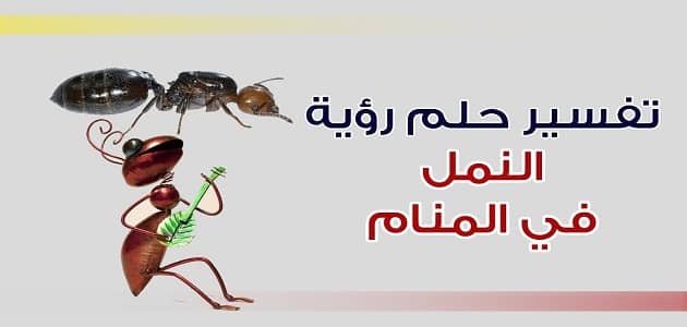 تعبیر خواب مورچه سیاه