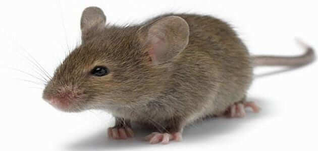 تعبیر خواب موش برای زن شوهردار ابن سیرین