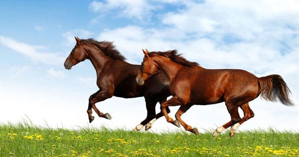 تعبیر دیدن اسب در خواب