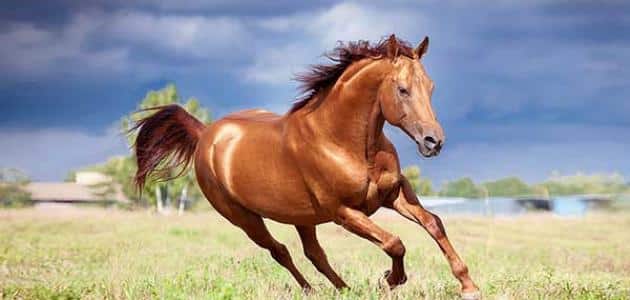 تعبیر دیدن اسب در خواب برای زن شوهردار