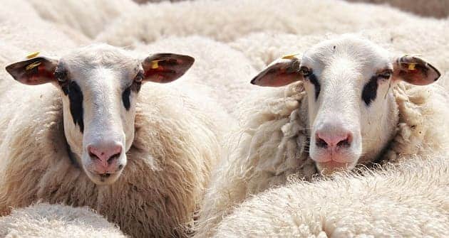 تعبیر دیدن زایمان گوسفند در خواب