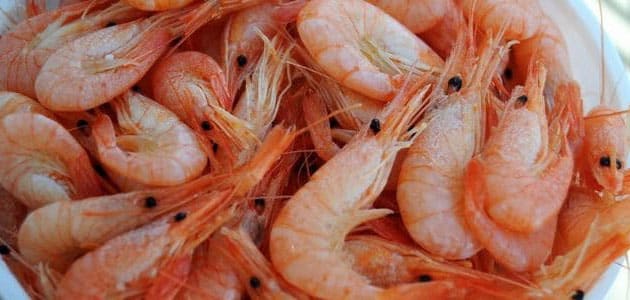 تعبیر دیدن میگو در خواب