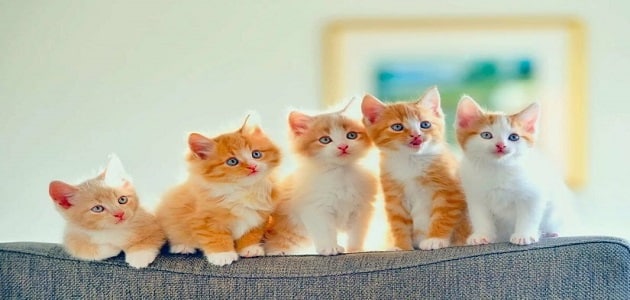 دیدن بچه گربه ها در خواب برای زن متاهل