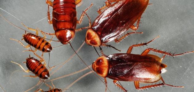 سوسک ها و مورچه ها در خواب روی تخت