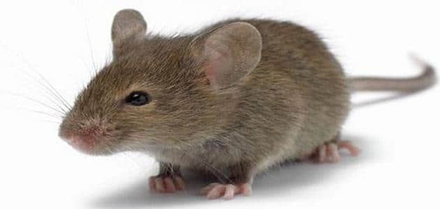 موش در خواب برای یک زن متاهل