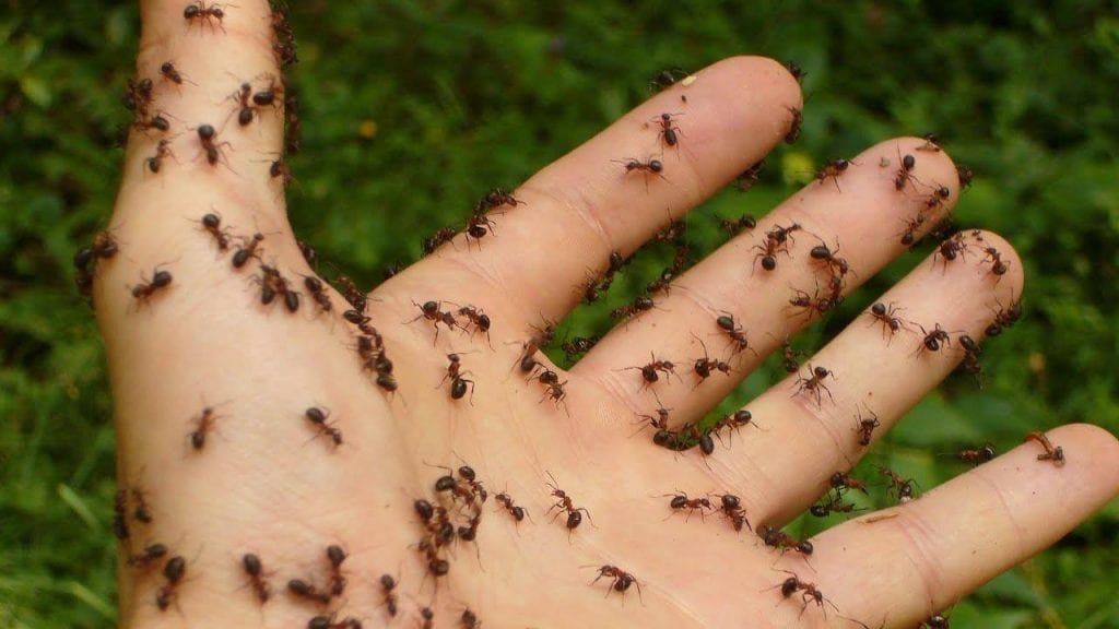 مورچه ها در خواب روی بدن