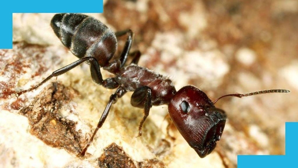 دیدن مورچه های سیاه کوچک در خواب
