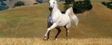 تعبیر دیدن اسب سفید در خواب
