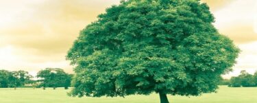 تعبیر دیدن درخت در خواب ابن سیرین