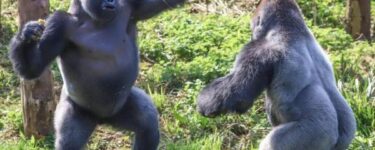 https://www.arab-box.com/gorilla-in-a-dream/