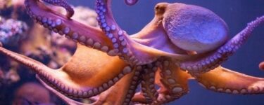 دیدن اختاپوس در خواب